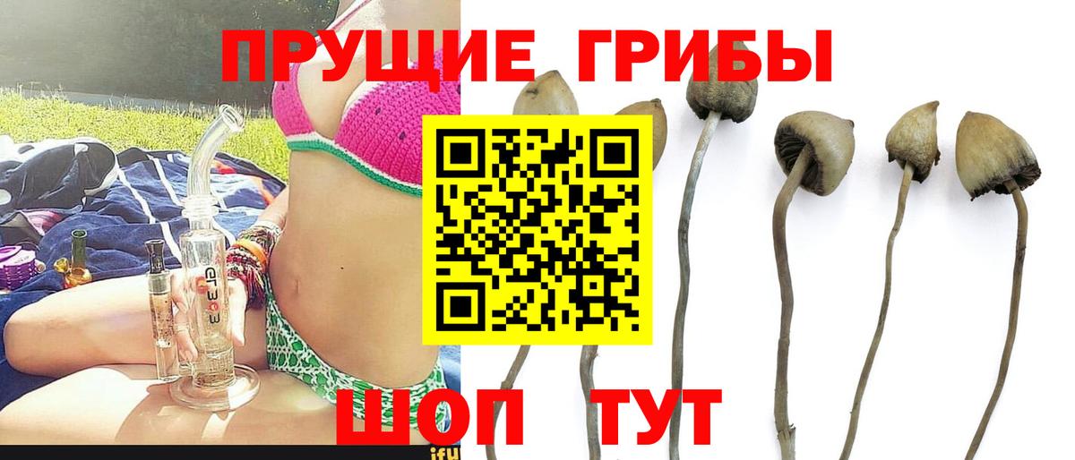 Галлюциногенные грибы Cubensis  Вход с VPN  Корсаков 